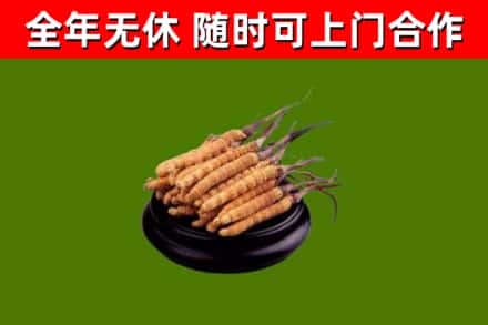 科尔沁左翼中旗回收散虫草