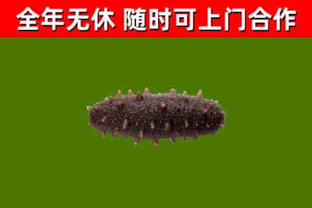 科尔沁左翼中旗回收海参干